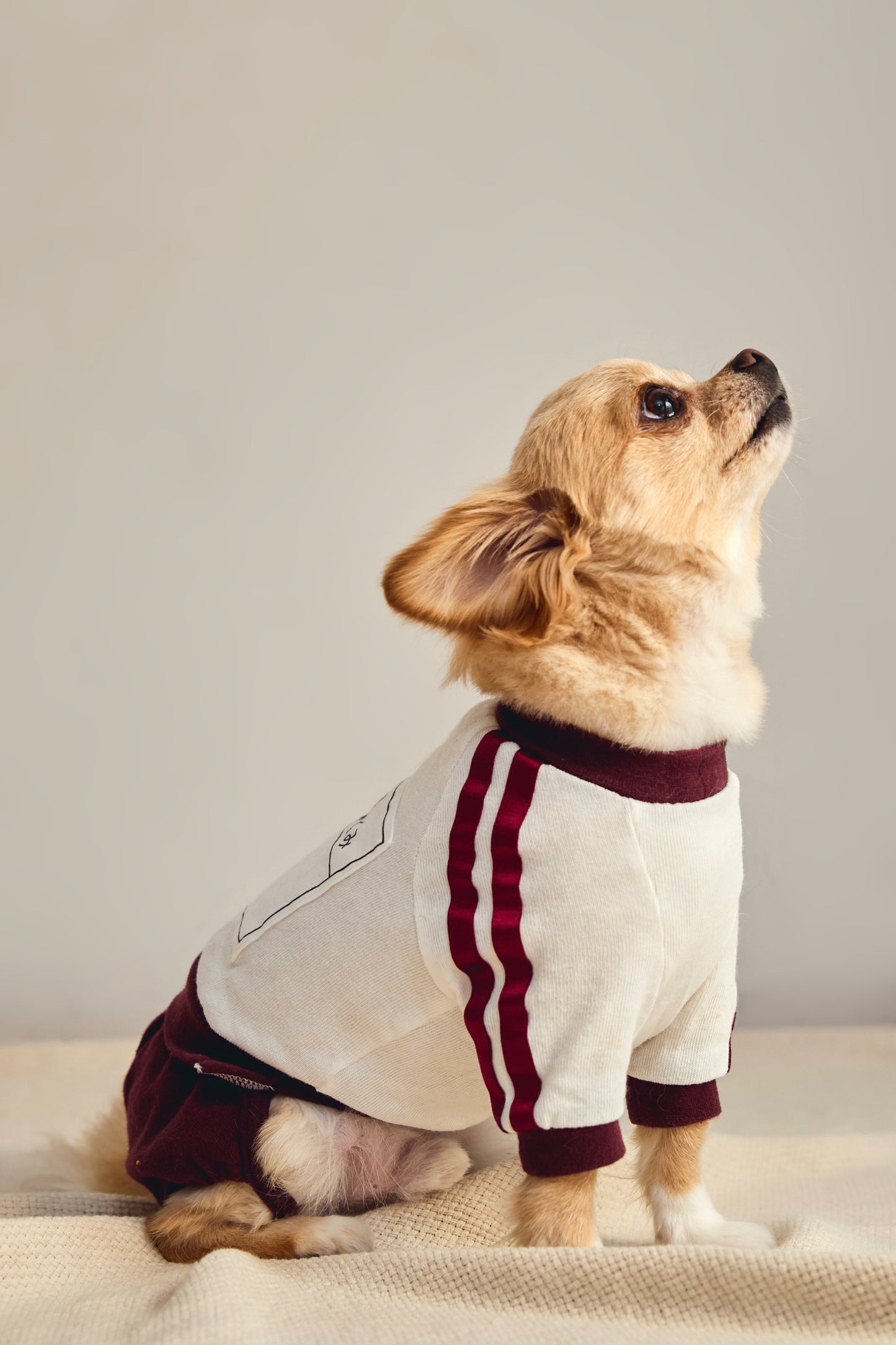 【えんじ】ゼッケン付きブルマ体操着 - コットン100%