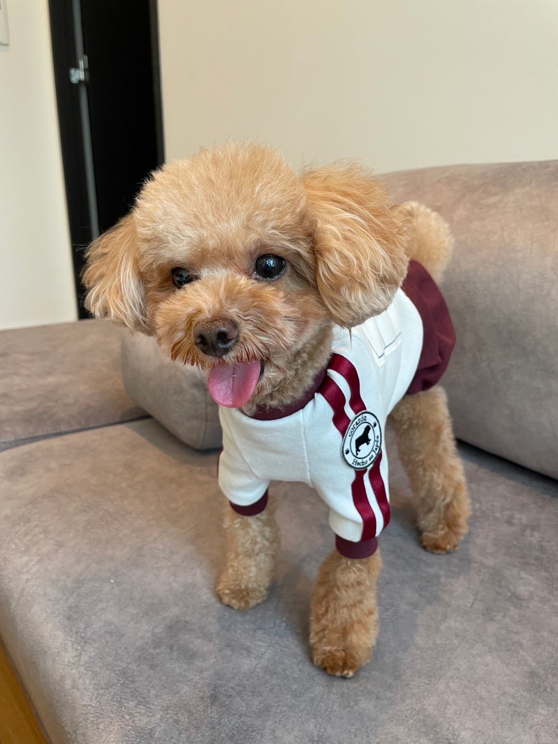 【えんじ】ゼッケン付きブルマ体操着 - コットン100%